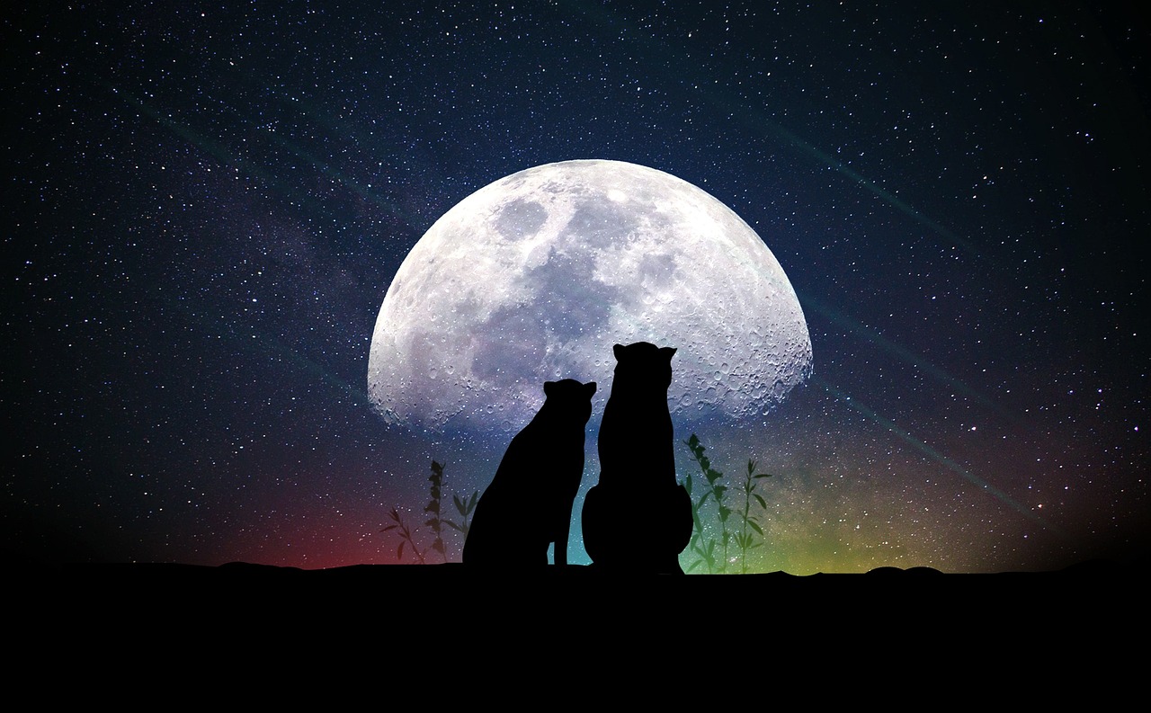 兮夜资讯，探索未知世界的最前沿