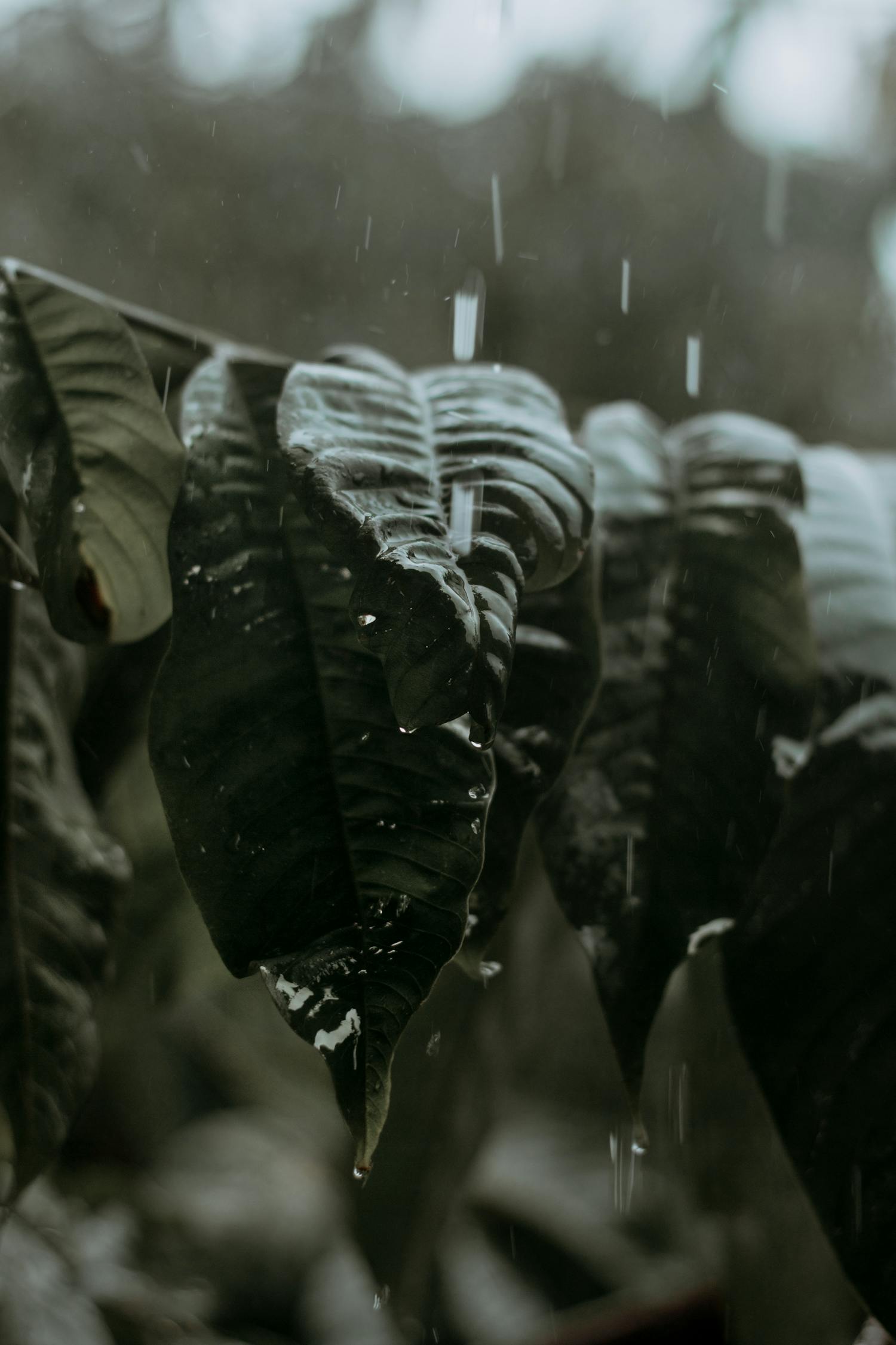 清雨剑最新版下载指南与深度体验探索，下载清雨剑，开启奇幻之旅！